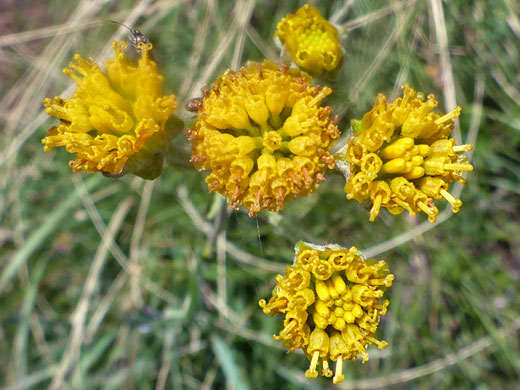 Mexican Woollywhite; Mexican woollywhite (hymenopappus mexicanus), Humphreys Peak Trail, Arizona