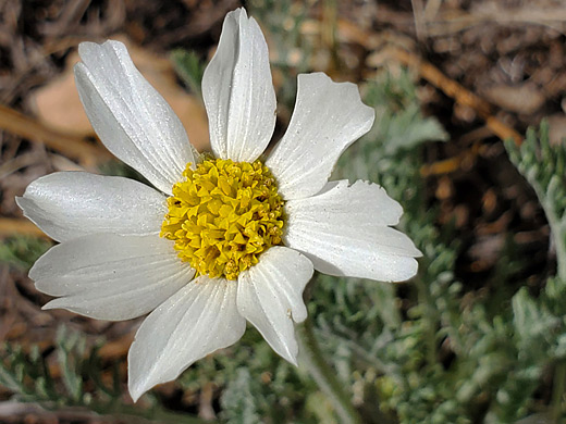 Newberry's Hymenopappus; Newberry's hymenopappus (hymenopappus newberryi), Jemez Mountains, New Mexico