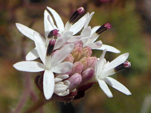 Wright's Hymenothrix; Wright's hymenothrix (hymenothrix wrightii), Weavers Needle Loop, Arizona