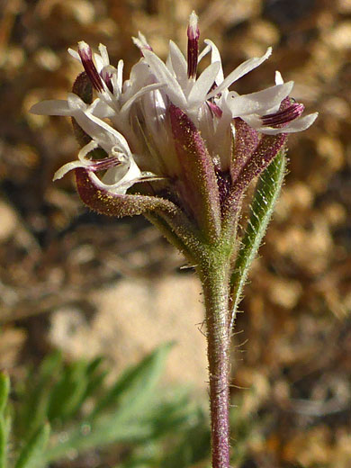 Hairy stem