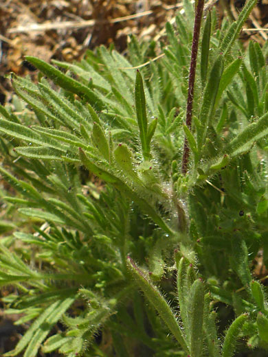 Wright's Hymenothrix