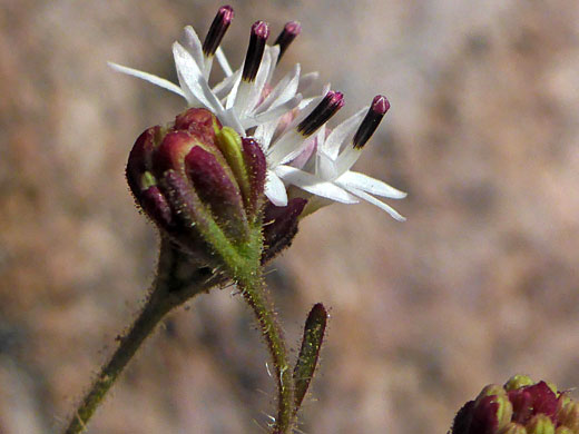 Inflorescence