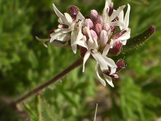 Pinkish-white flowers