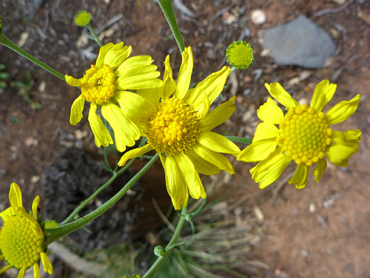 Cooper's Rubberweed; Yellow flower heads - hymenoxys cooperi along the Casner Canyon Trail, Sedona, Arizona