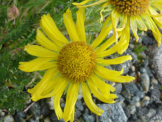 Old-Man-Of-The-Mountain; Hymenoxys grandiflora (old-man-of-the-mountain) near the summit of Mount Evans, Colorado