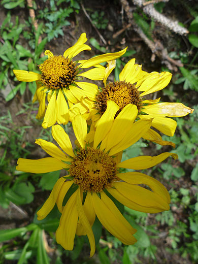 Three flowers