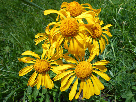 Orange Sneezeweed; Orange sneezeweed (hymenoxys hoopesii) in the La Sal Mountains, Utah