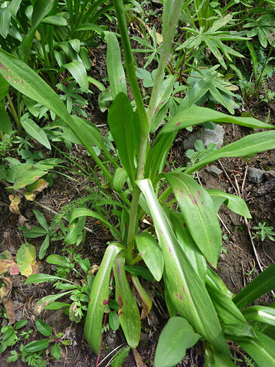 Basal leaves