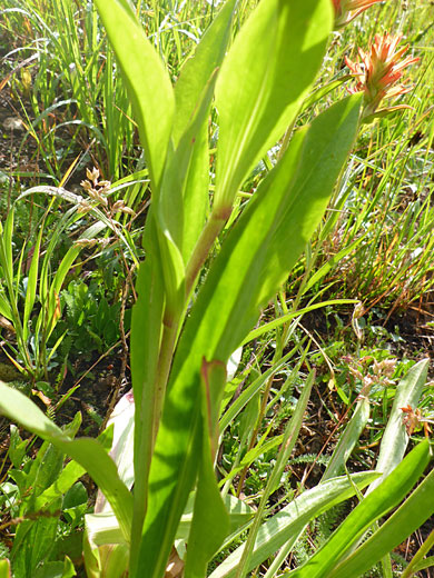 Light green leaves