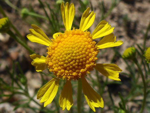 Bitter Hymenoxys; Bitter hymenoxys (hymenoxys odorata), Gila Lower Box, New Mexico