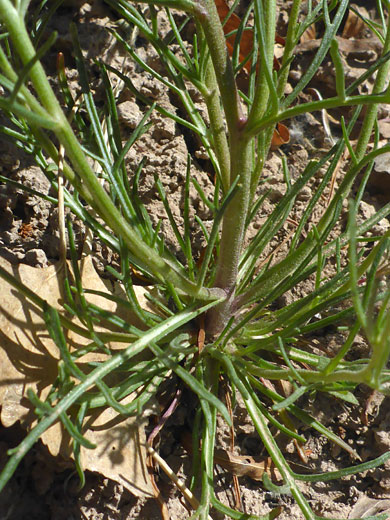 Bitter Hymenoxys
