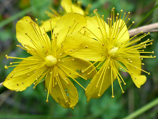 Western St John's Wort; Western St John's-wort (hypericum scouleri) - Pine Creek, Escalante, Utah