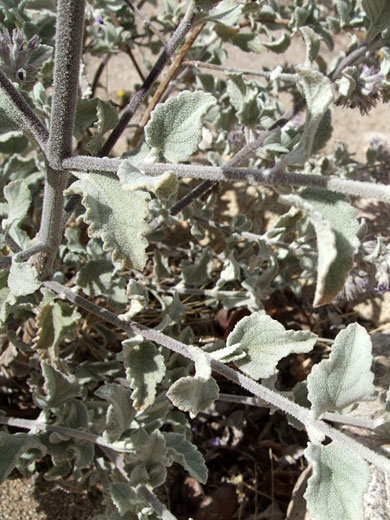 Desert Lavender