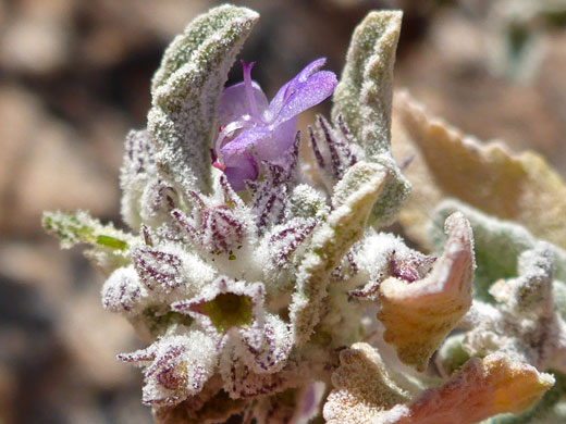 Desert Lavender; Hyptis emoryi on Ragged Top, Ironwood Forest National Monument, Arizona