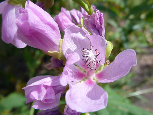 Streambank Globemallow; Petals and stamens of iliamna rivularis, Sepulcher Mountain Trail, Yellowstone National Park, Wyoming