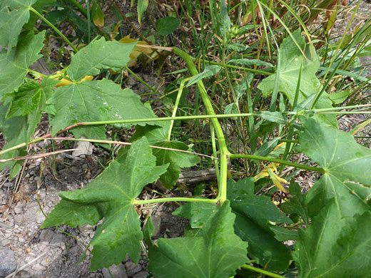 Streambank Globemallow