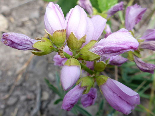 Corollas and calyces