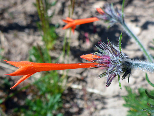 Skyrocket; Skyrocket (ipomopsis aggregata); Uinta Mountains, Utah