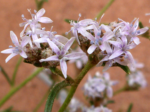 Ballhead Skyrocket; Ipomopsis congesta (ballhead skyrocket), Sevenmile Canyon, Moab, Utah