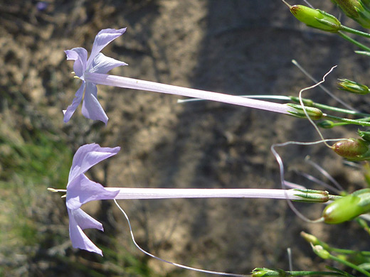 Ipomopsis longiflora