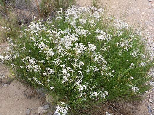 Large plant