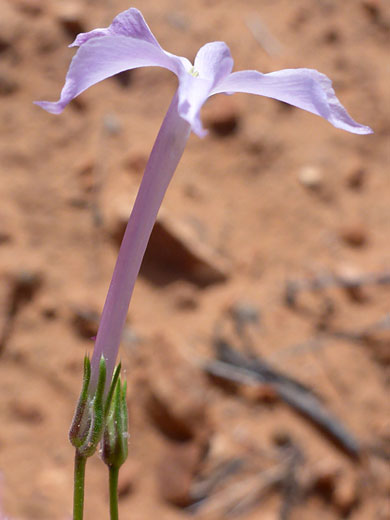 Pale purple corolla