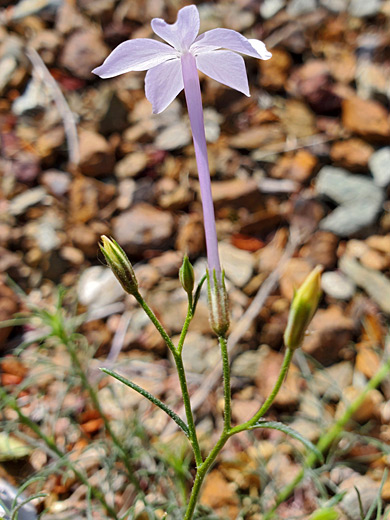 Calyx and corolla