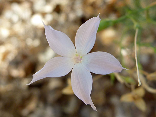 Pointed lobes