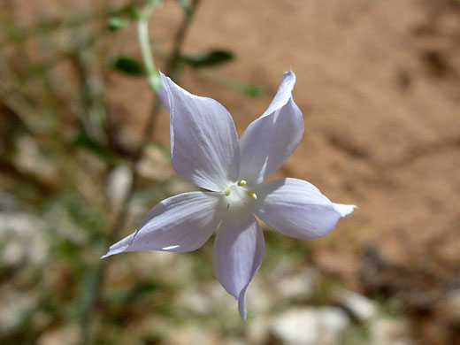 White flower