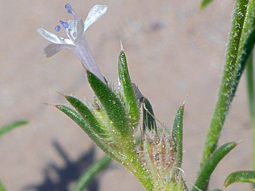 Dwarf Gilia; Ipomopsis pumila, Petrified Forest National Park, Arizona