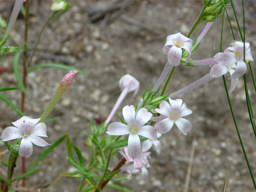 Slender Tube Skyrocket; The delicate, tubular flowers of ipomopsis tenuituba (slender tube skyrocket), City of Rocks National Reserve