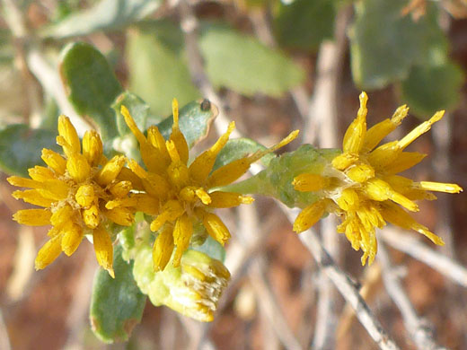 Three flowerheads