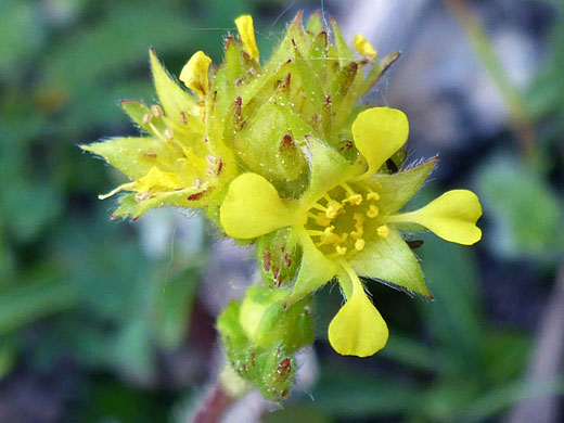 Field Mousetail; Ivesia campestris (field mousetail), Cottonwood Lakes Trail, Sierra Nevada, California