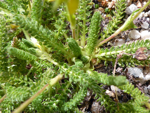 Tiny leaflets