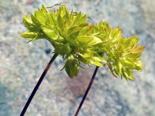 Greenish-yellow flowers