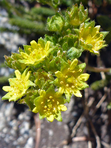 Dwarf Mousetail; Ivesia pygmaea (dwarf mousetail), South Lake Trail, Sierra Nevada, California