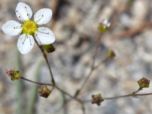 Sierra Mousetail; Ivesia santolinoides (sierra mousetail), Cottonwood Lakes Trail, Sierra Nevada, California