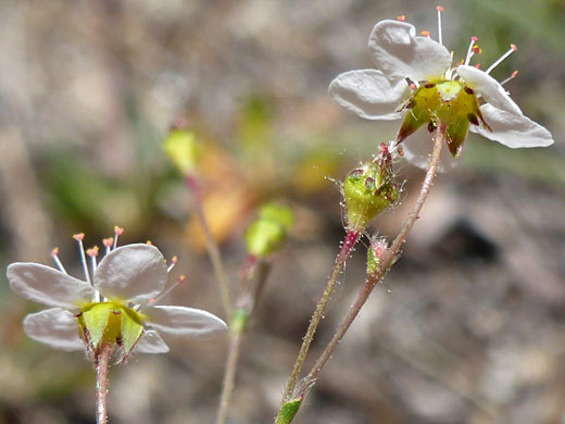 Sierra Mousetail
