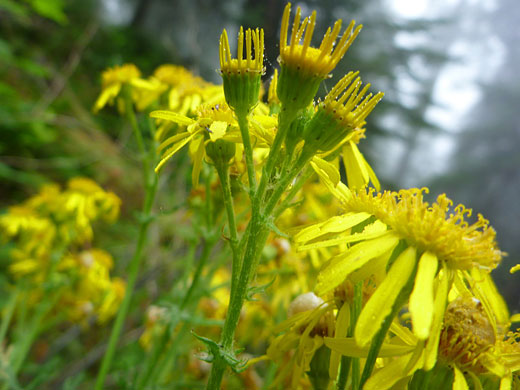 Yellow rays