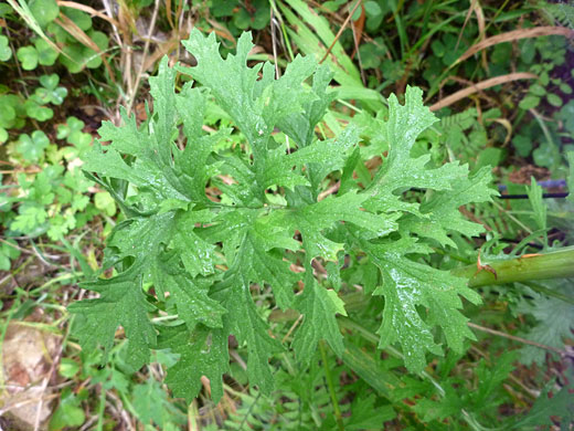 Tansy Ragwort