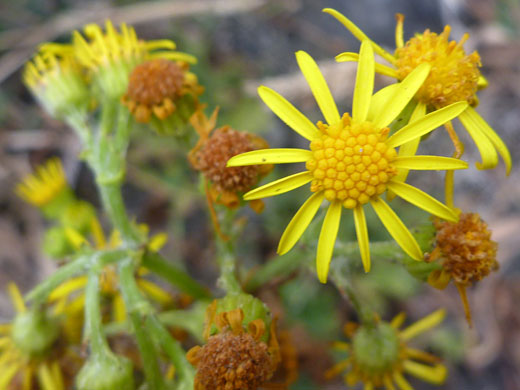 Flowerheads, some withered