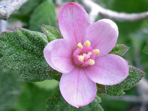 American Cliffbush; Jamesia americana var rosea (American cliffbush), Mummy Spring Trail, Mt Charleston, Nevada