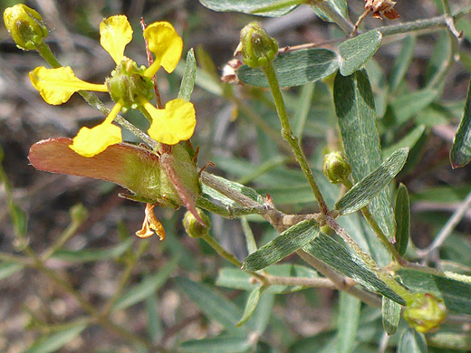 Desert Vine; Clawed yellow petals - janusia gracilis near Pinkley Peak, Organ Pipe Cactus National Monument, Arizona