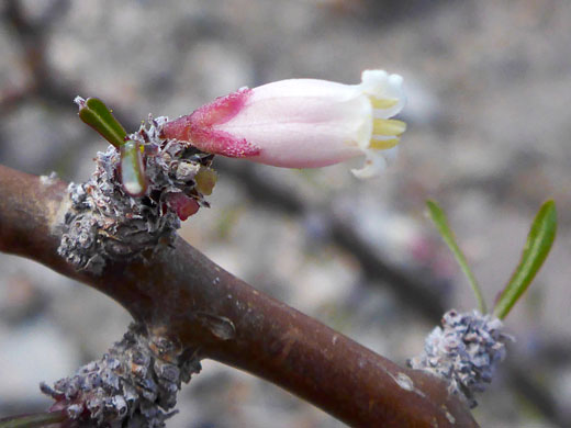 Woody stem