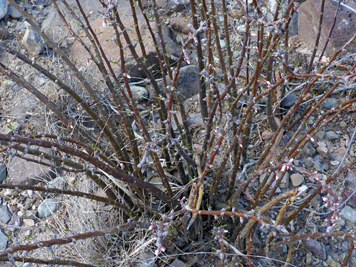 Plant in situ