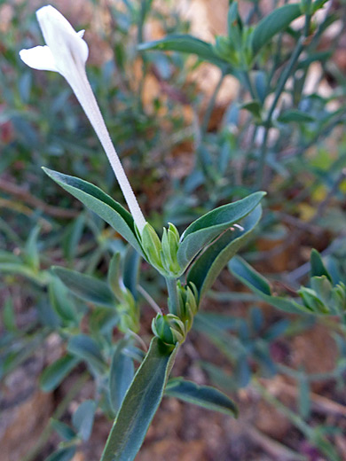 Dwarf White Honeysuckle; Long, narrow corolla tube - justicia longii in Sabino Canyon, Arizona