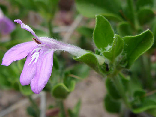 Gregg's tubetongue; Four-lobed corolla of justicia pilosella, Dome Trail, Big Bend Ranch State Park, Texas