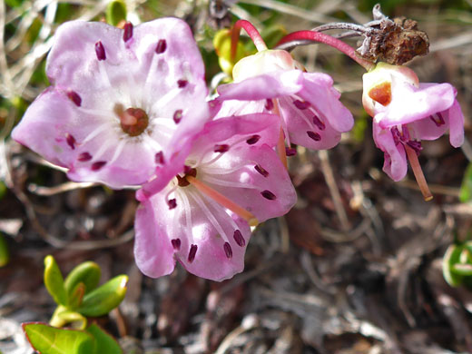 Alpine Laurel; Alpine laurel (kalmia microphylla), Cottonwood Lakes Trail, Sierra Nevada, California