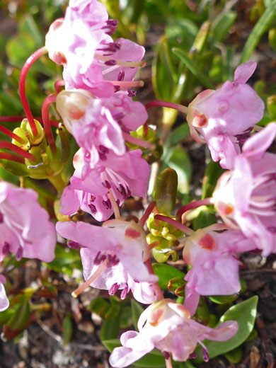 Flower cluster