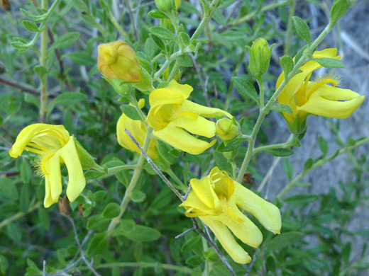Snapdragon Penstemon; Group of keckiella antirrhinoides var microphylla flowers, in Ford Canyon, White Tank Mountains, Arizona